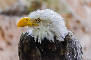  bald eagle bust portrait (Haliaeetus leucocephalus) looking to the left with rocky background