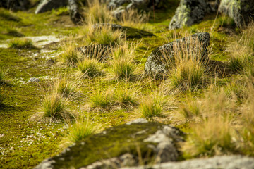 Local plant life in mountains in Folgefonna National Park in Norway. A beautiful closeup of an autumn flora.