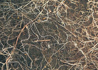 Local plant life in mountains in Folgefonna National Park in Norway. A beautiful closeup of an autumn flora.