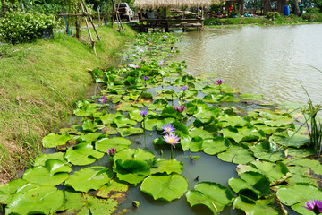 Purple and Pink lotus flower in nature it is beautiful.