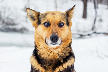 Portrait of a young dog looking directly at the background of the winter forest_