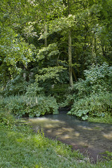 .landscape creek in a dense green forest