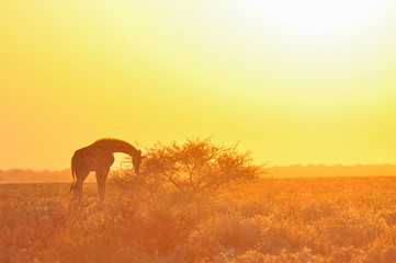 Fototapeta na wymiar Wild giraffe on sunset in African savannah