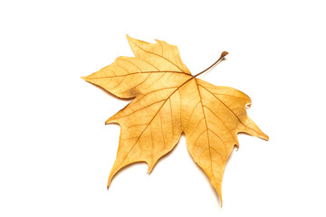 dried leaves on white background