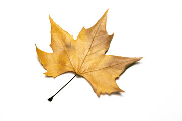 dried leaves on white background