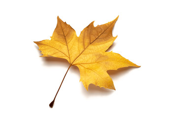 dried leaves on white background