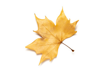 dried leaves on white background