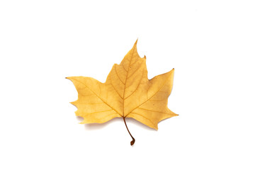 Fototapeta premium dried leaves on white background