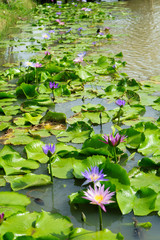 Purple and Pink lotus flower in nature it is beautiful.