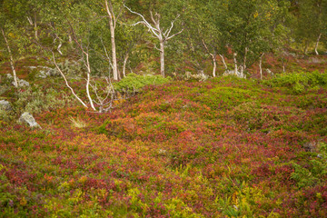 A beautiful autumn colors on the slopes of the mountains in Folgefonna national park, Norway. Natural flora in fall.