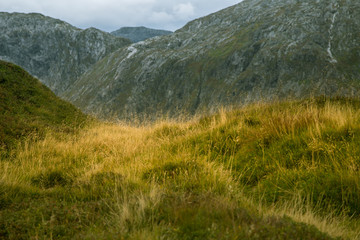 A beautiful autumn colors on the slopes of the mountains in Folgefonna national park, Norway. Natural flora in fall.