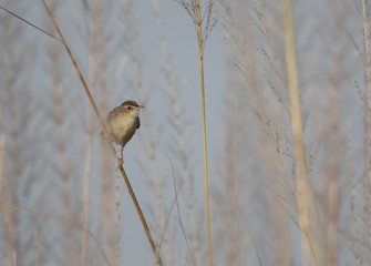 sparrow on branch