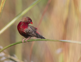  Red avadavat, munia or strawberry finch (Amandava amandava)