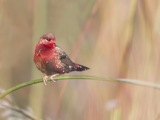  Red avadavat, munia or strawberry finch (Amandava amandava)
