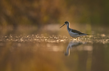 Black-winged Stilt at sunrise 