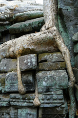 Detail of  roots growing in the middle of wall in Angkor wat ,archaeologic park ,Cambodia