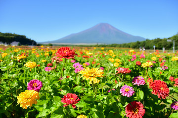 Fototapeta premium カラフルな百日草の花畑と富士山