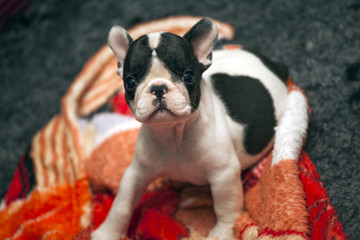 Baby funny french bulldog 