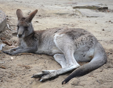 Closeup of Eastern Grey Kangaroo (Macropus giganteus) in NSW Australia