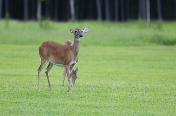 Pair of whitetail deer