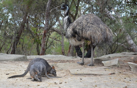 Rock-wallabies eating grass. Emu, Australia's largest bird in the  background. Stock Photo | Adobe Stock