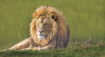 Plakat male lion