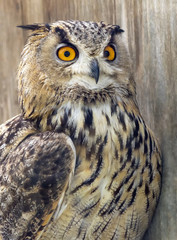 portrait of an owl