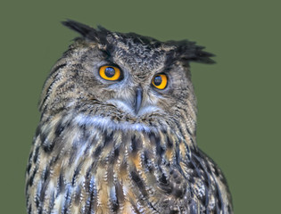 portrait of an eagle owl