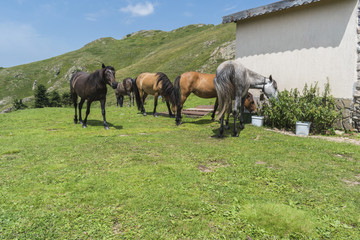 Fototapeta premium Mountain horses to Eho hut. The horses serve to transport supplies from and to the hut.