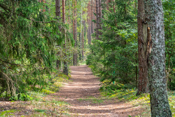 footpath in the forest