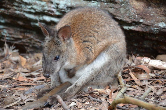 Rock-wallabies are with brown and yellow rings on their tail, yellow paws, grey fur covering their body, and a white belly with white stripes on their cheeks, hips and abdomen.