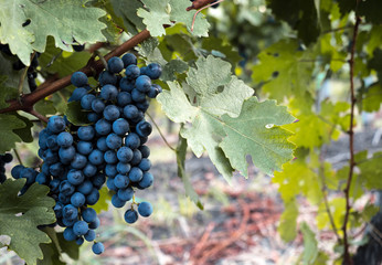 red wine grapes on the vine