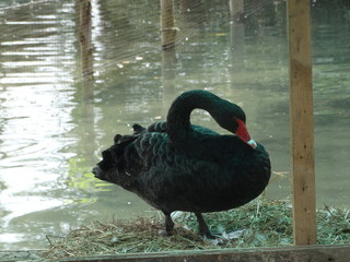 Naklejka premium beautiful black swan is swimming in the water