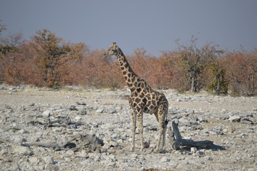 Obraz premium Girafe, Etosha