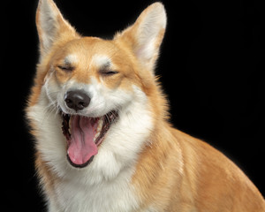 Welsh Corgi Pembroke Dog  Isolated  on Black Background in studio