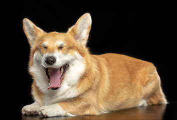 Welsh Corgi Pembroke Dog  Isolated  on Black Background in studio