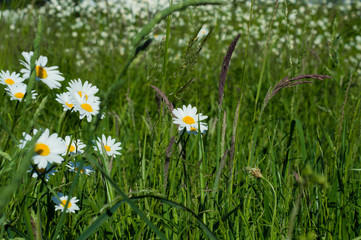 daisy on a field