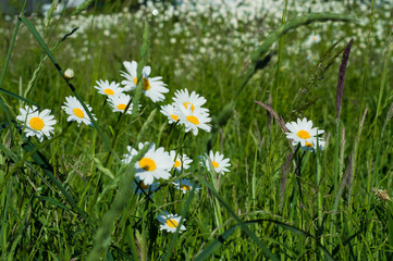 daisy on a field