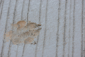 dog footprints on wet cement floor background