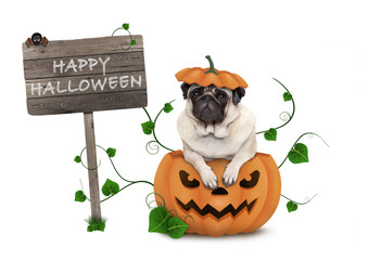 cute pug puppy dog sitting in carved pumpkin with scary face, wearing lid as hat, with wooden sign saying happy halloween isolated on white background