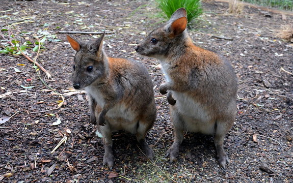 Yellow-footed Rock-wallabies are with brown and yellow rings on their tail, yellow paws, grey fur covering their body, and a white belly with white stripes on their cheeks, hips and abdomen.