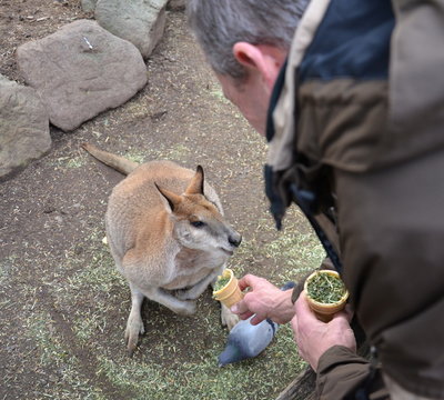 A guy feeding yellow-footed Rock-wallaby with dry grass. The largest of the Rock-wallabies, Yellow-footed Rock-wallabies are one of the most brilliantly-coloured rock-wallabies.