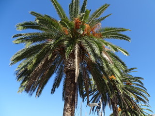 Palmen mit Palmenfrüchte auf der Insel Hvar, Kroatien im Sommer