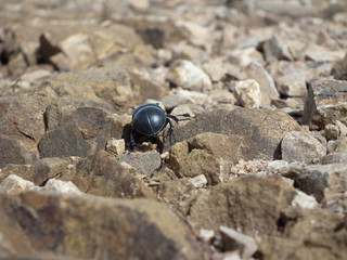 Scarabeo