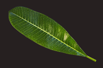 Single green leaf with lines and veins