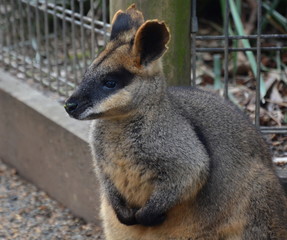 Naklejka na ściany i meble Yellow-footed Rock-wallabies are with brown and yellow rings on their tail, yellow paws, grey fur covering their body, and a white belly with white stripes on their cheeks, hips and abdomen.