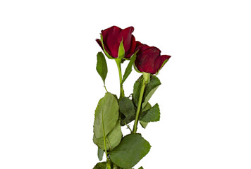 Two red roses with green leaves and stalk on white