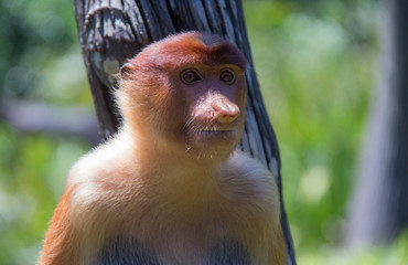 Proboscis Monkey of Borneo
