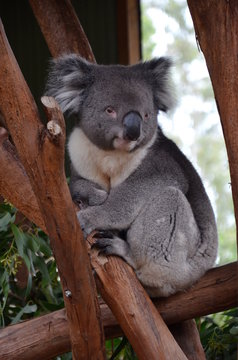 Closeup of a koala sitting on an eucalyptus tree branch - Australian wildlife.