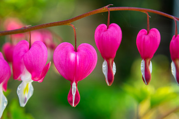 Pink Bleeding Heart Plant, Dicentra Spectabilis